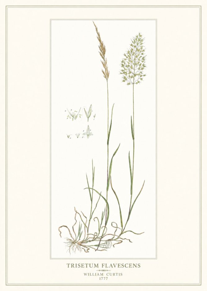 William Curtis Trisetum Flavescens I No1 - Plakat