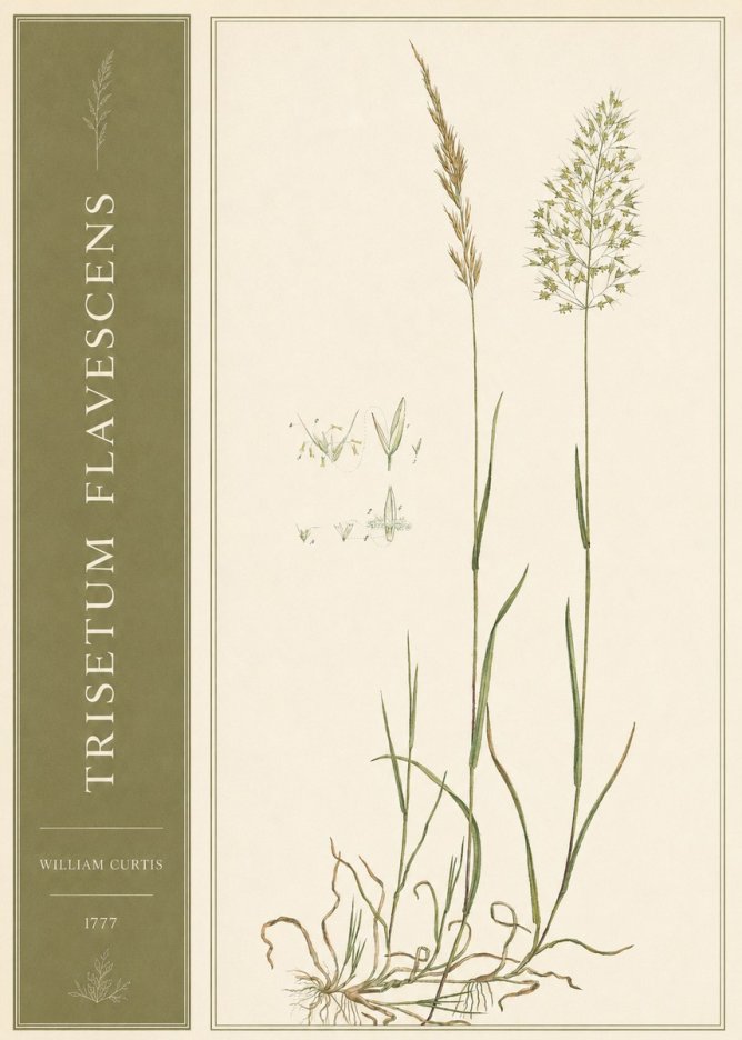 William Curtis Trisetum Flavescens I No2 - Plakat