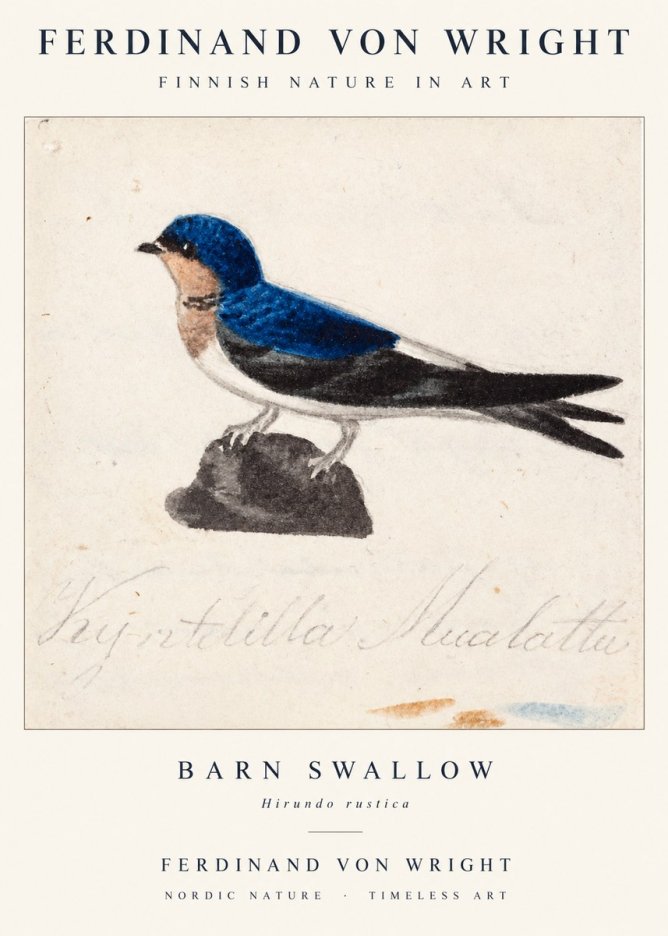 Ferdinand von Wright Swallow (Hirundo Rustica) No2 - Plakat