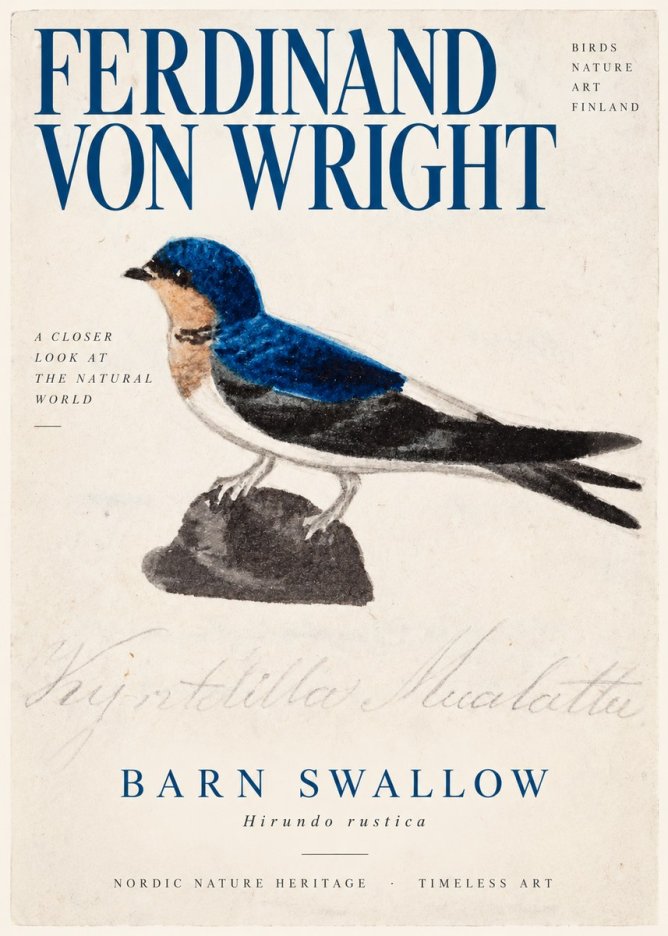 Ferdinand von Wright Swallow (Hirundo Rustica) No3 - Plakat
