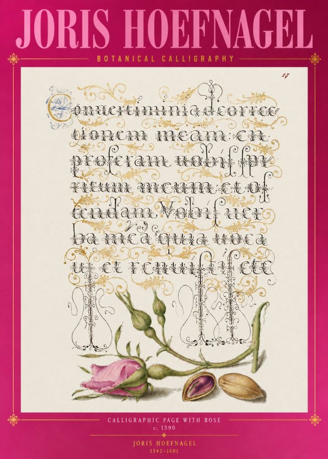 Joris Hoefnagel Calligraphic Page with Rose No2 - Plakat
