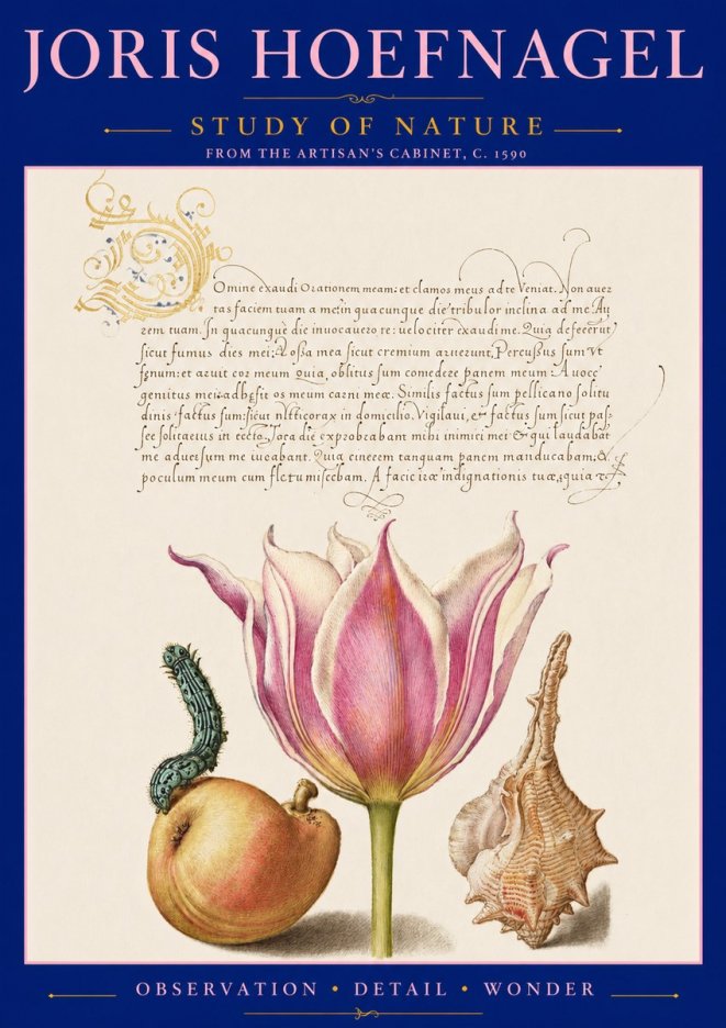 Joris Hoefnagel Tulip, Peach, Caterpillar & Seashell No3 - Plakat
