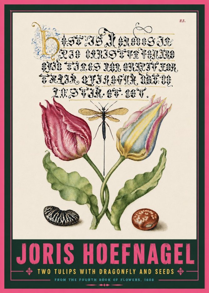 Joris Hoefnagel Two Tulips with Dragonfly and Seeds No5 - Plakat