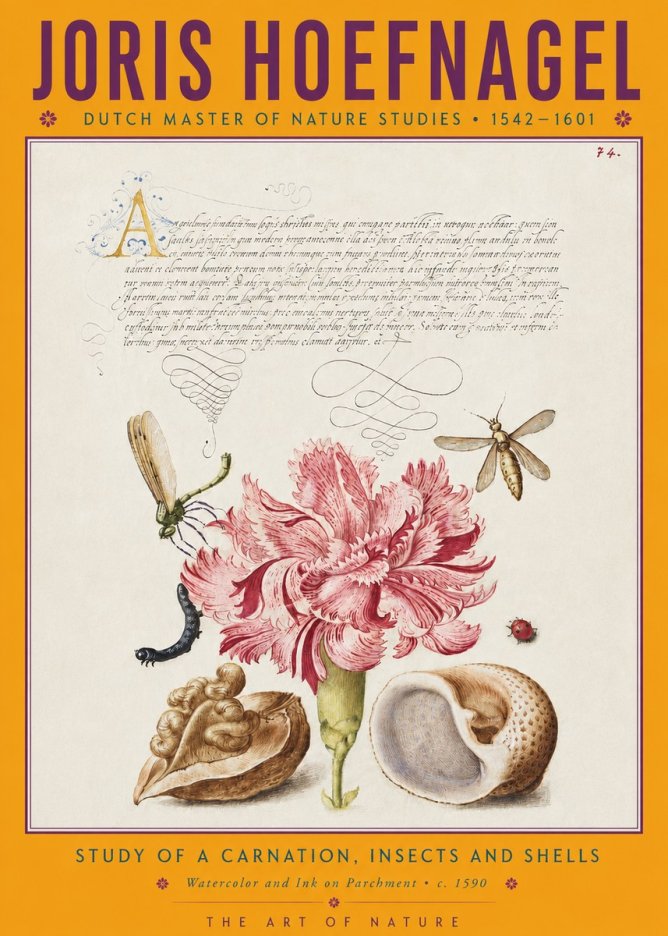 Joris Hoefnagel Study of a Carnation, Insects and Shells No4 - Plakat