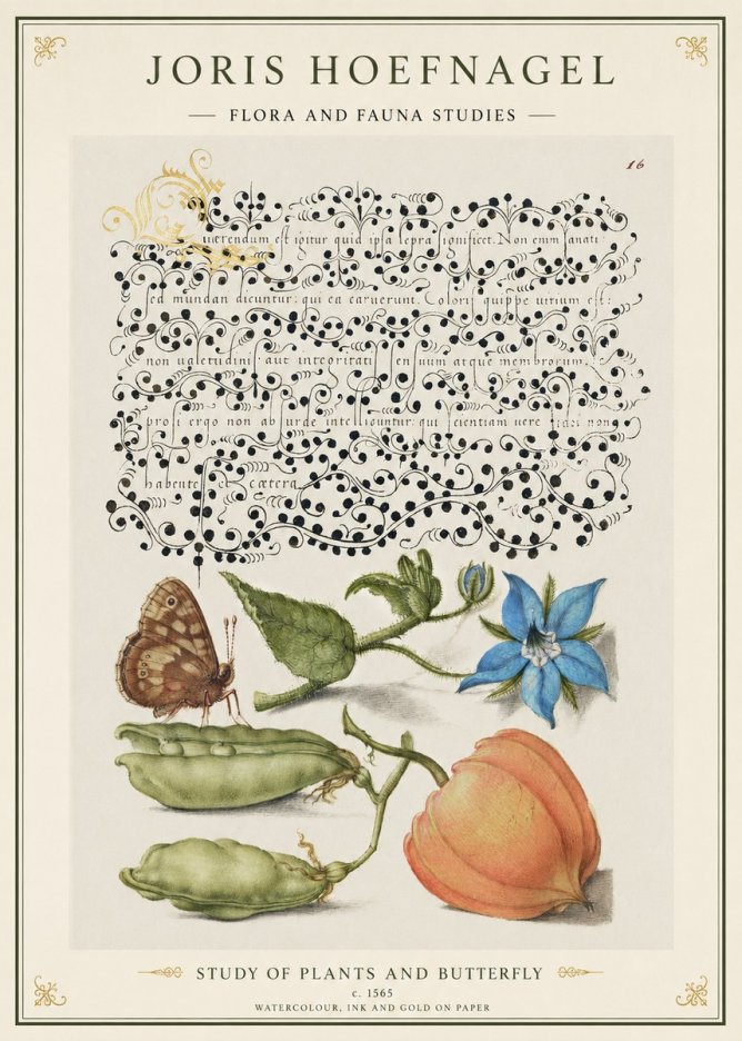 Joris Hoefnagel Study of Plants and Butterfly No1 - Plakat