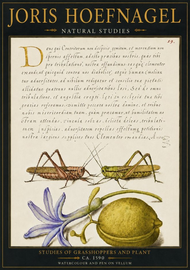 Joris Hoefnagel Studies of Grasshoppers and Plant No4 - Plakat