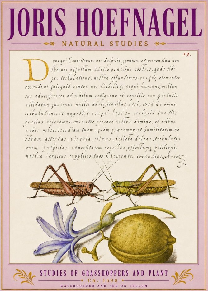 Joris Hoefnagel Studies of Grasshoppers and Plant No5 - Plakat