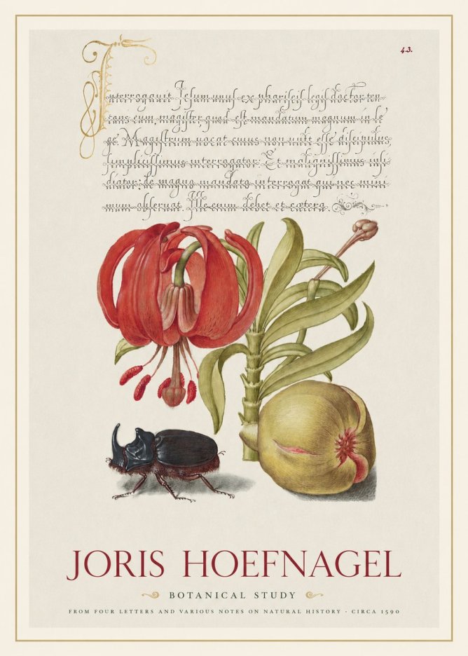 Joris Hoefnagel Botanical Study II No1 - Plakat