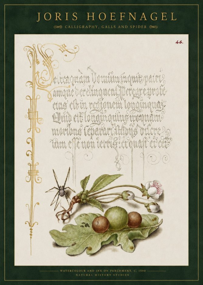 Joris Hoefnagel Plant with Galls and Insect No3 - Plakat