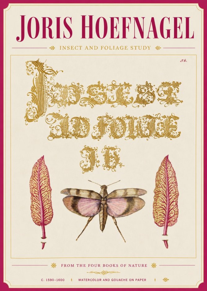 Joris Hoefnagel Insect and Foliage Study No6 - Plakat