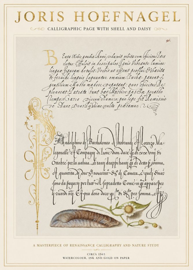 Joris Hoefnagel Calligraphic Page with Shell and Daisy No1 - Plakat