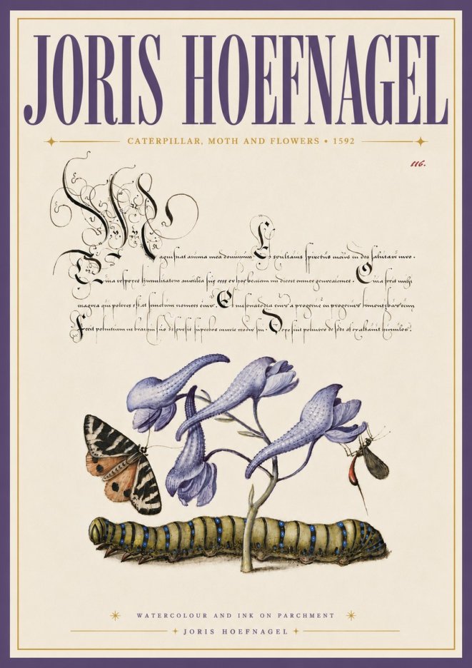 Joris Hoefnagel Caterpillar, Moth and Flowers No6 - Plakat