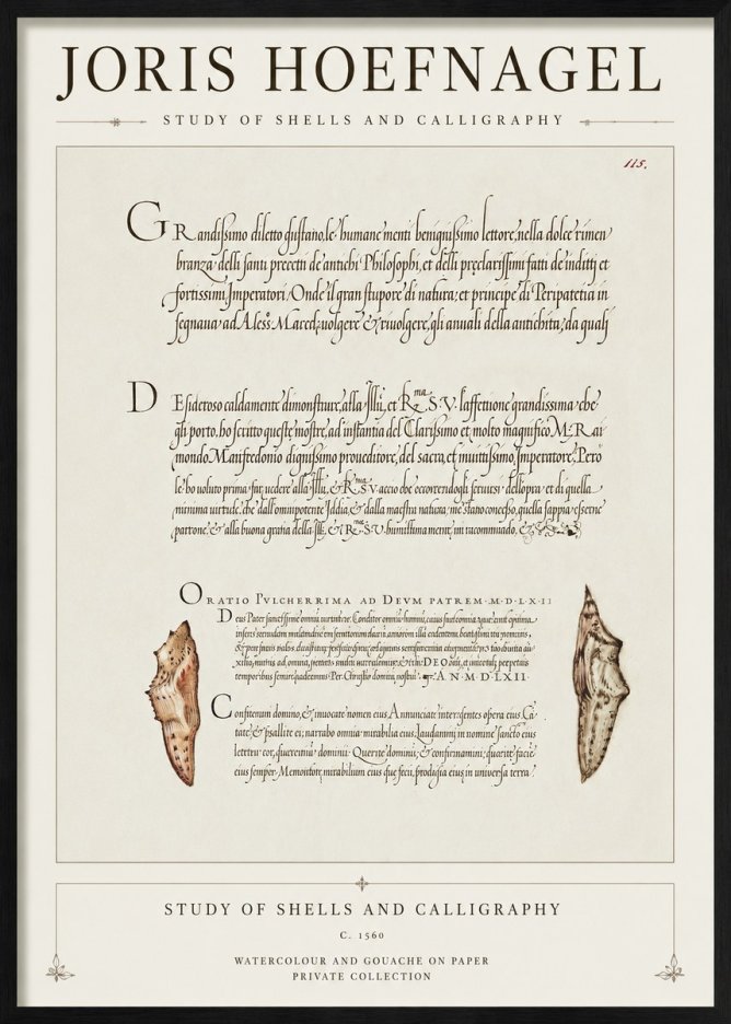 Joris Hoefnagel Study of Shells and Calligraphy No1 - Plakat