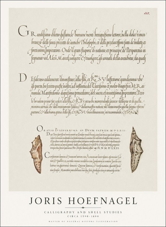 Joris Hoefnagel Study of Shells and Calligraphy No2 - Plakat
