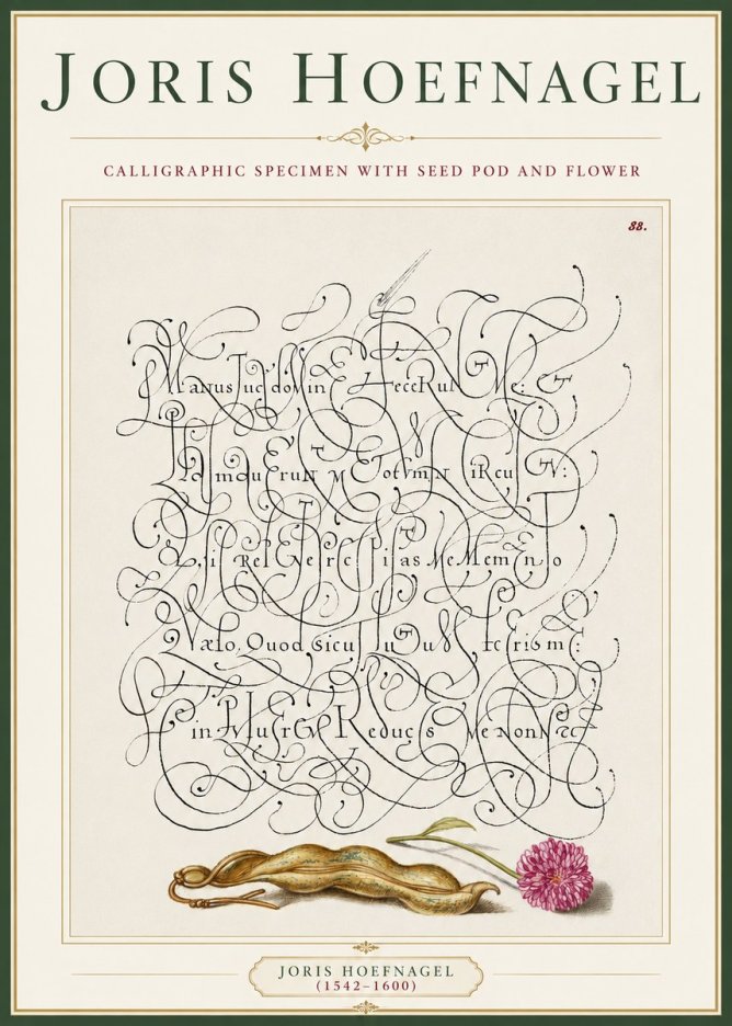 Joris Hoefnagel Calligraphic Specimen with Seed Pod and Flower No3 - Plakat