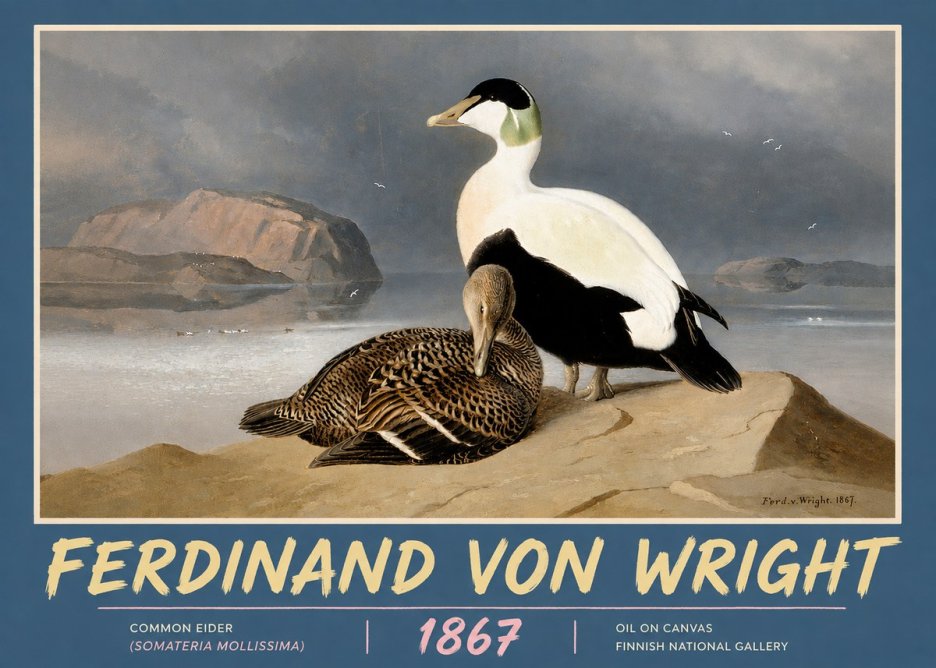 Ferdinand von Wright Common Eider (Somateria Mollissima) No5 - Plakat