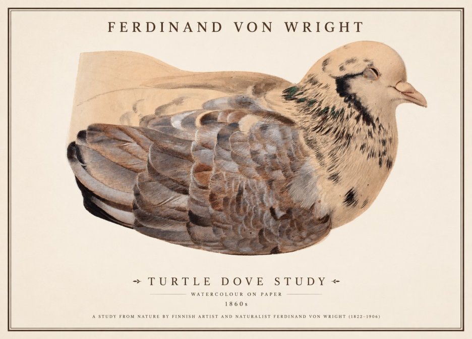Ferdinand von Wright Turtle Dove Study No1 - Plakat