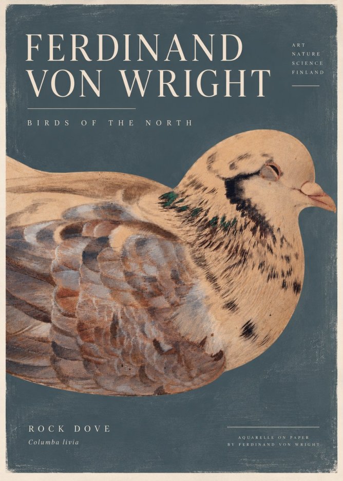 Ferdinand von Wright Turtle Dove Study No5 - Plakat