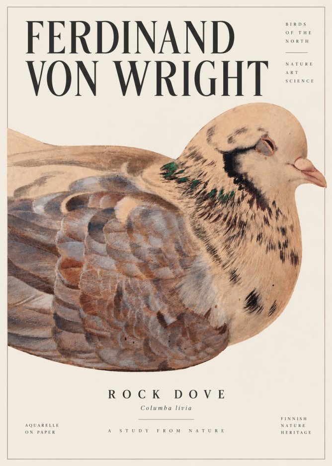 Ferdinand von Wright Turtle Dove Study No6 - Plakat