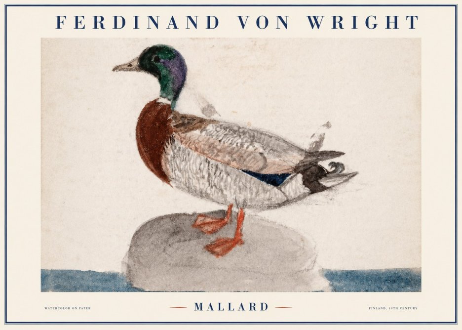 Ferdinand von Wright Mallard No1 - Plakat