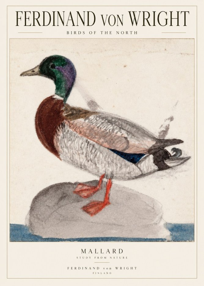 Ferdinand von Wright Mallard No2 - Plakat