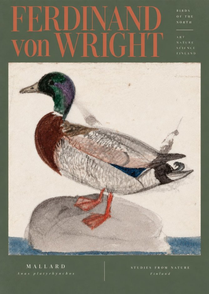 Ferdinand von Wright Mallard No5 - Plakat