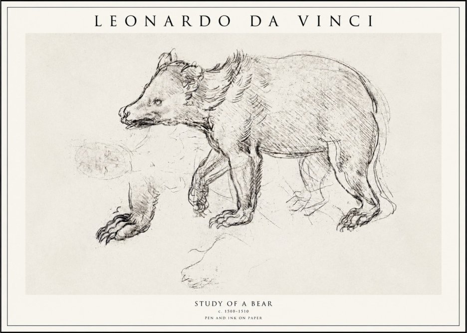 Leonardo da Vinci Study of a Bear No1 - Plakat