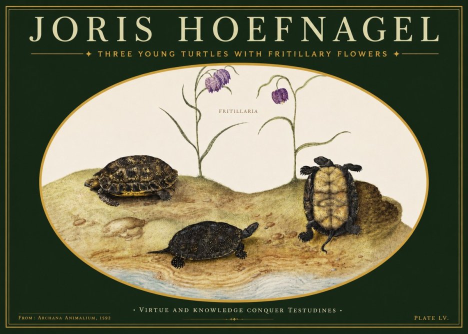 Joris Hoefnagel Three Young Turtles with Fritillary Flowers No3 - Plakat