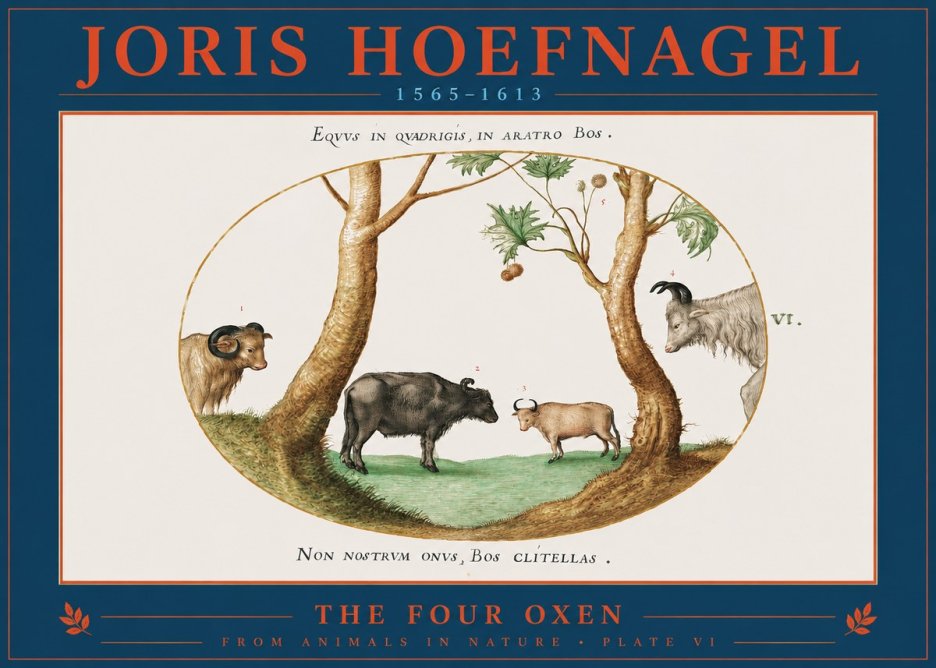 Joris Hoefnagel The Four Oxen No2 - Plakat