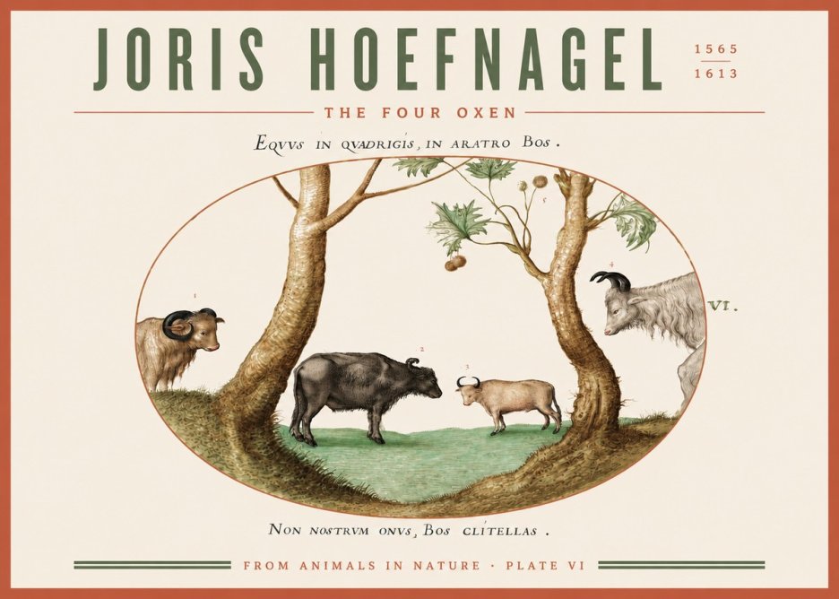 Joris Hoefnagel The Four Oxen No3 - Plakat
