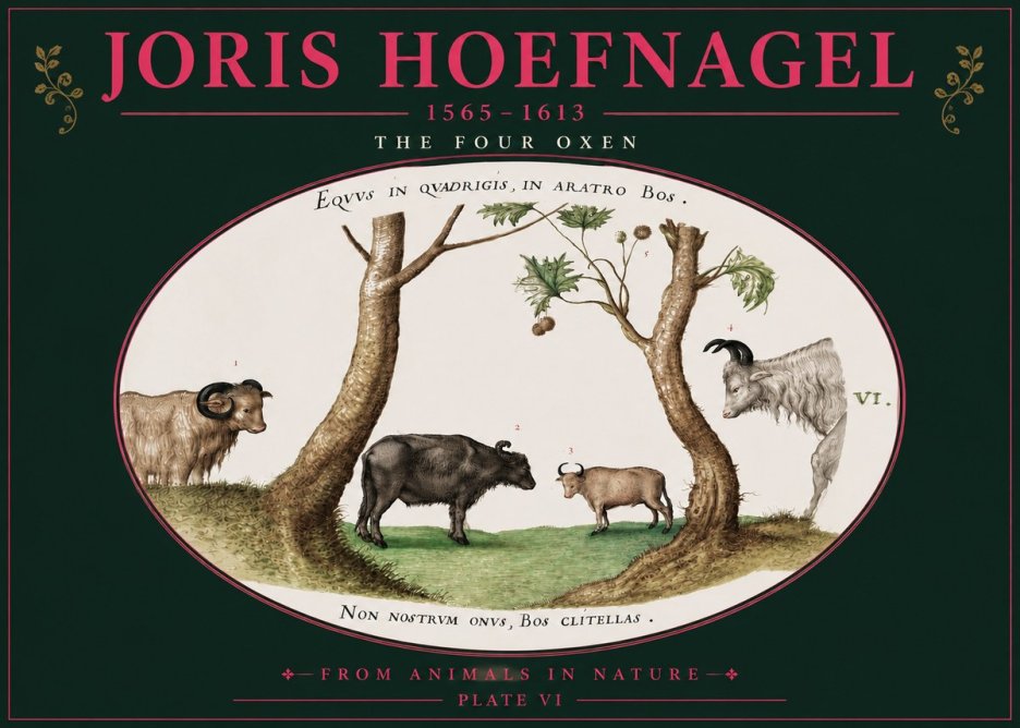 Joris Hoefnagel The Four Oxen No4 - Plakat