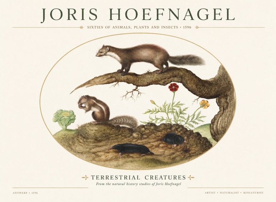 Joris Hoefnagel Terrestrial Creatures No1 - Plakat