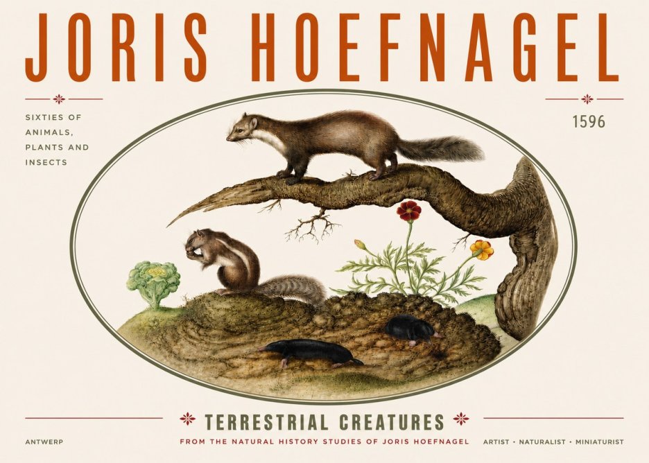 Joris Hoefnagel Terrestrial Creatures No3 - Plakat
