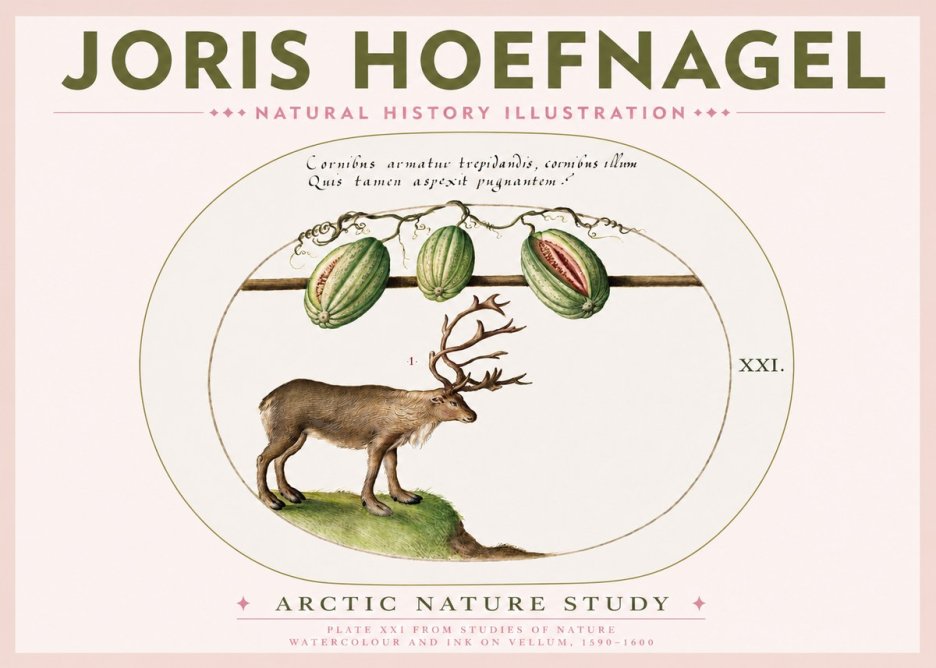 Joris Hoefnagel Arctic Nature Study No3 - Plakat
