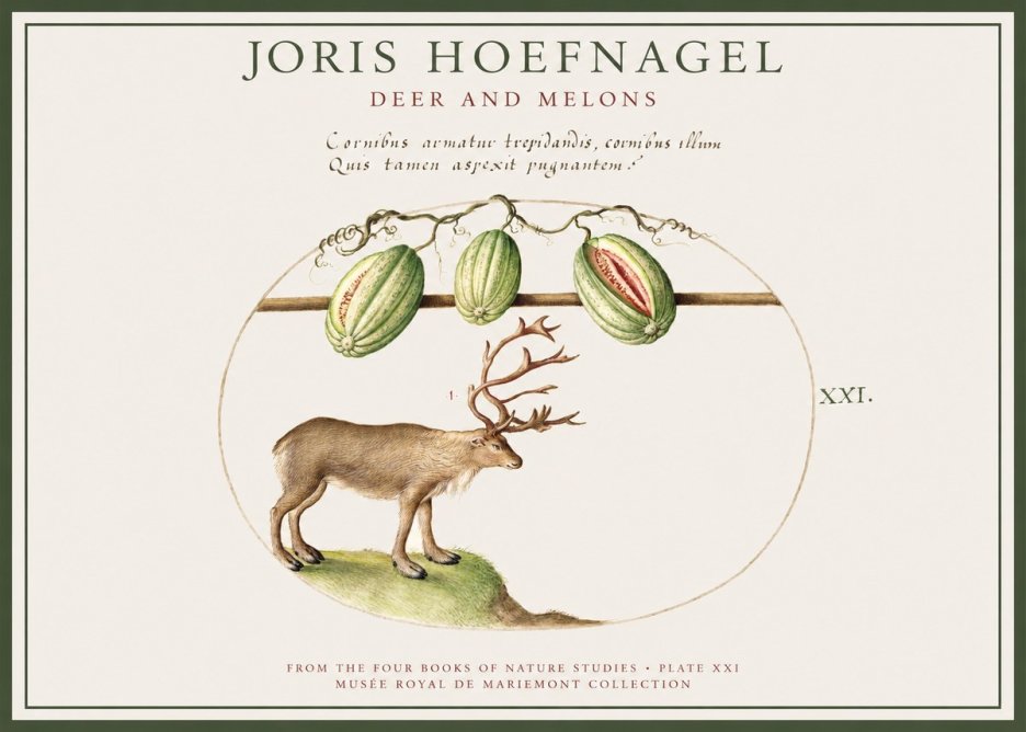 Joris Hoefnagel Arctic Nature Study No4 - Plakat