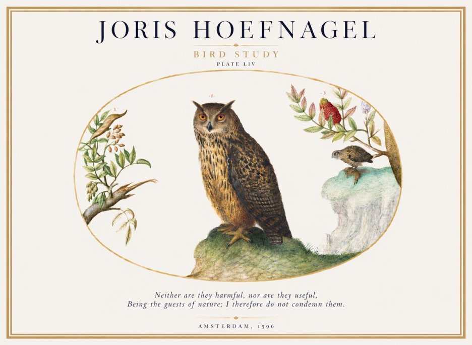 Joris Hoefnagel Bird Study Plate Liv No1 - Plakat