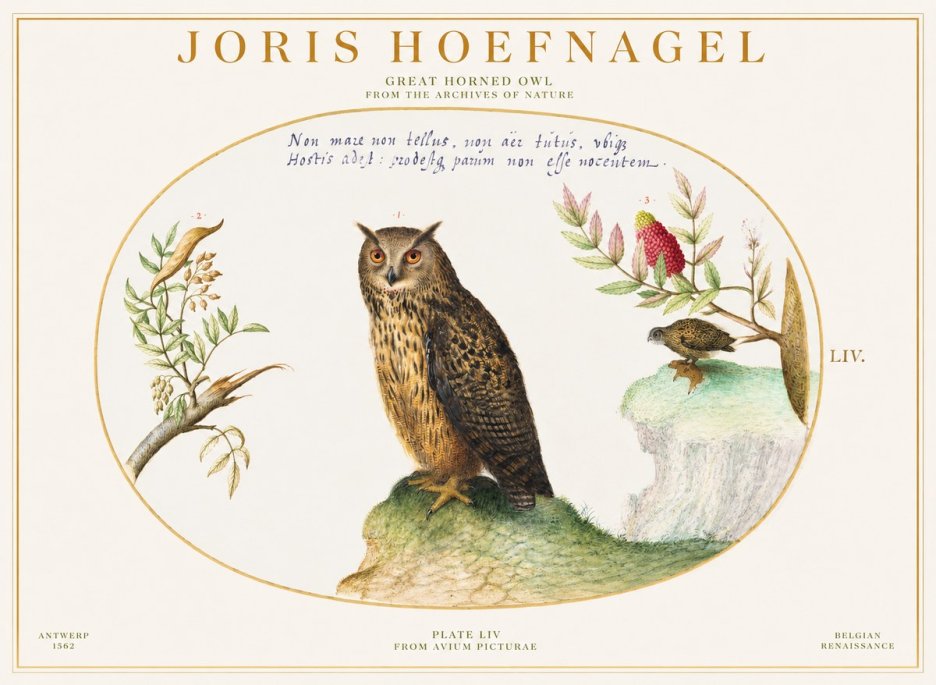 Joris Hoefnagel Bird Study Plate Liv No6 - Plakat
