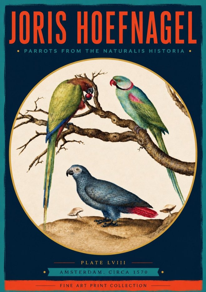 Joris Hoefnagel Parrots from the Naturalis Historia No3 - Plakat