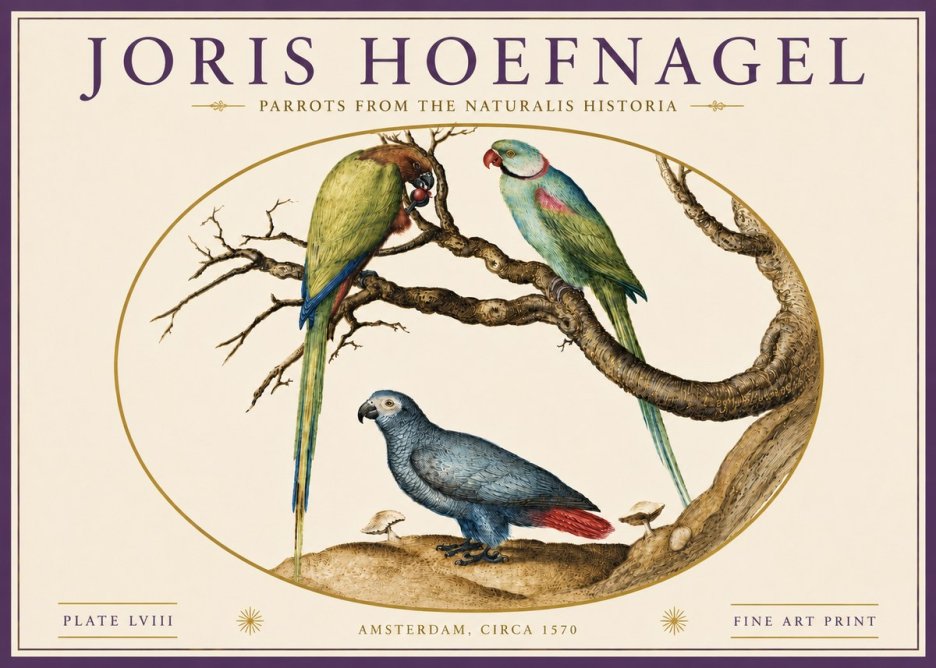 Joris Hoefnagel Parrots from the Naturalis Historia No6 - Plakat