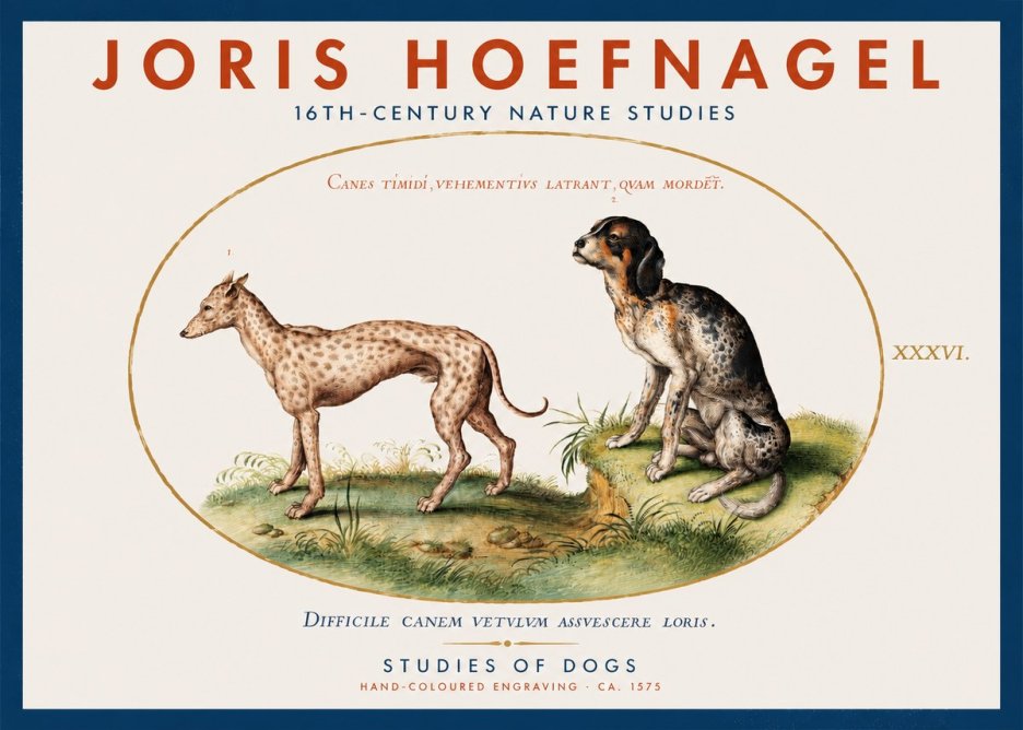 Joris Hoefnagel Studies of Dogs No2 - Plakat