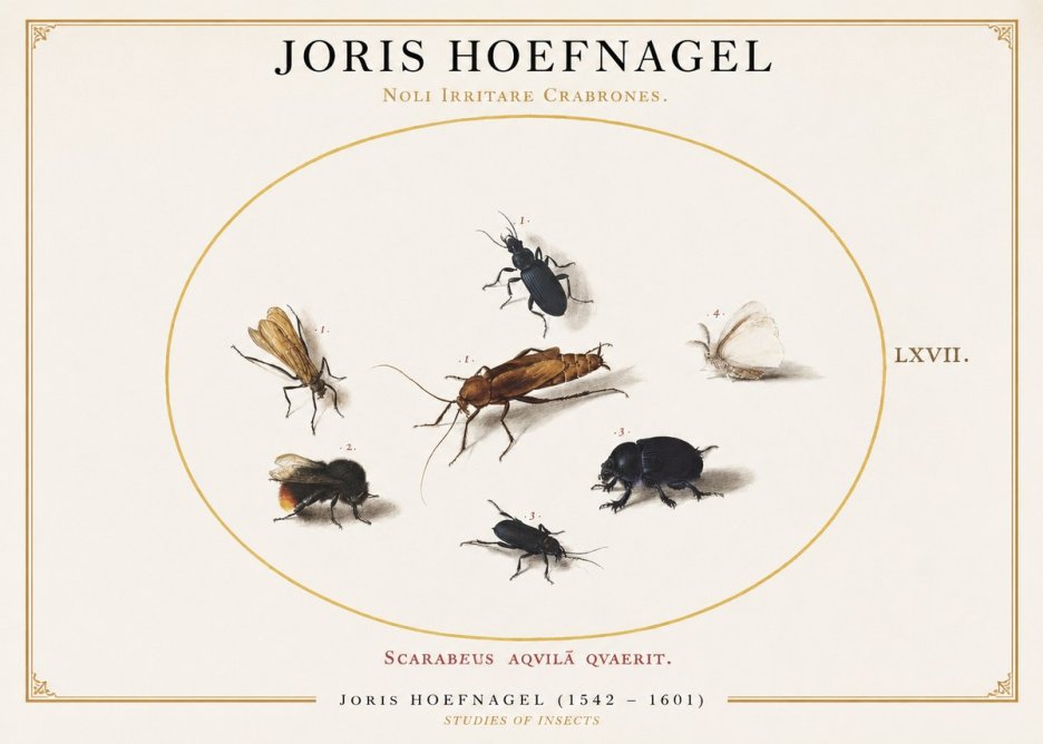 Joris Hoefnagel Scarabeus Aqvilä Qvaerit. No1 - Plakat