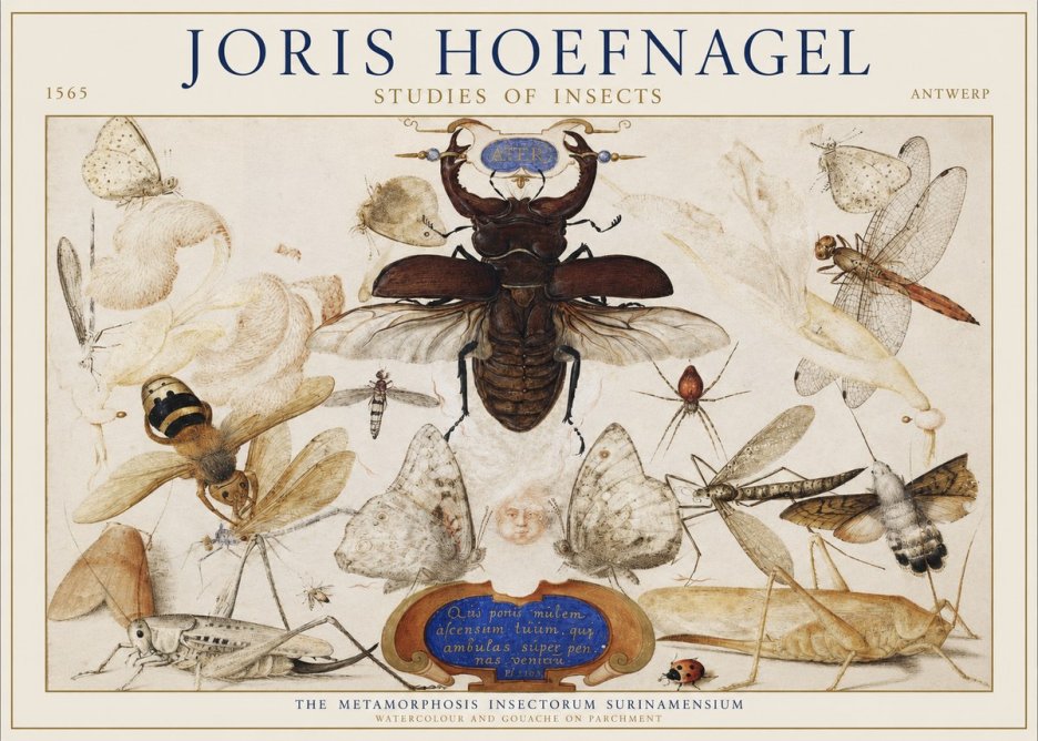 Joris Hoefnagel Studies of Insects I No1 - Plakat