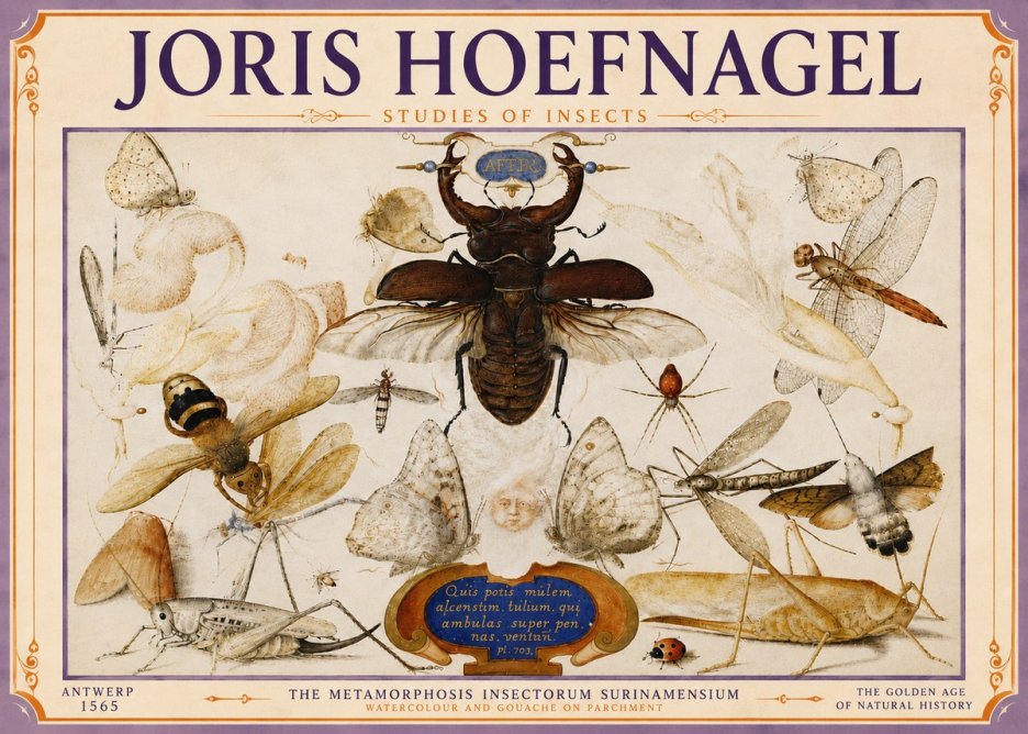 Joris Hoefnagel Studies of Insects I No6 - Plakat