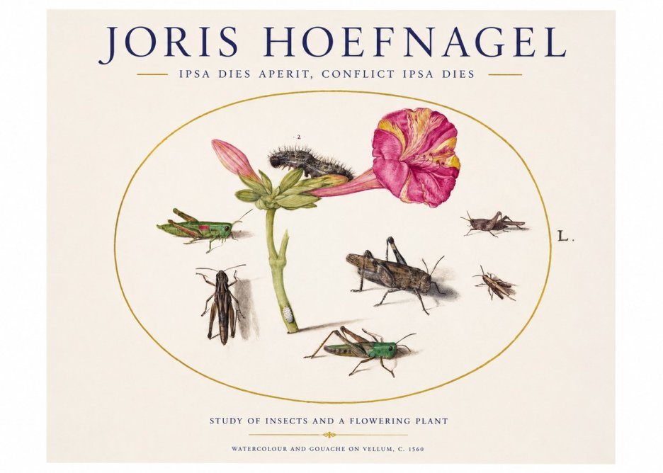 Joris Hoefnagel Study of Insects and a Flowering Plant No1 - Plakat