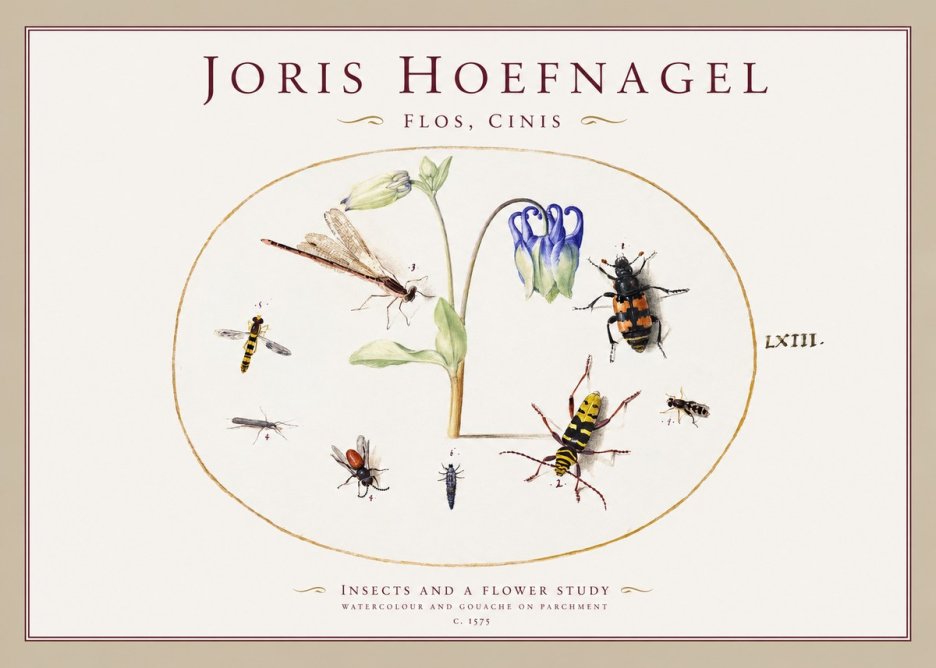 Joris Hoefnagel Insects and a Flower Study No1 - Plakat
