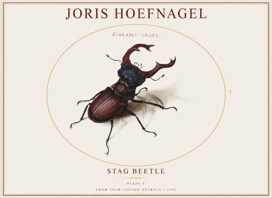 Joris Hoefnagel Stag Beetle No1 - Plakat