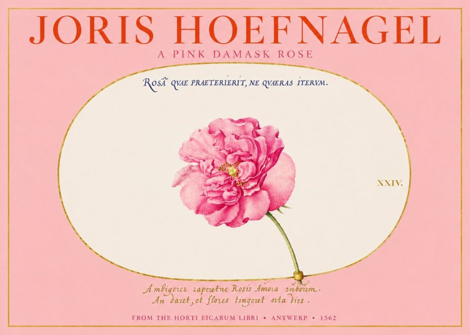 Joris Hoefnagel A Pink Damask Rose No2 - Plakat