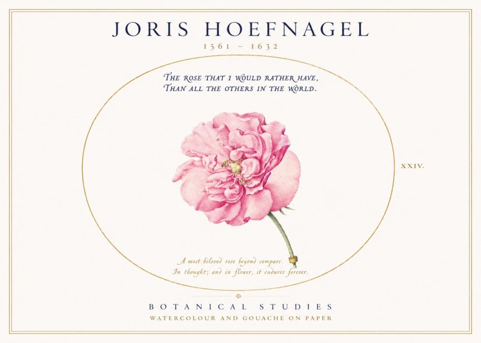 Joris Hoefnagel A Pink Damask Rose No3 - Plakat
