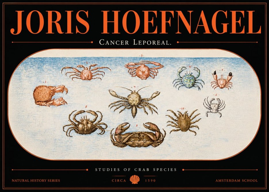 Joris Hoefnagel Cancer Leporeal. No5 - Plakat