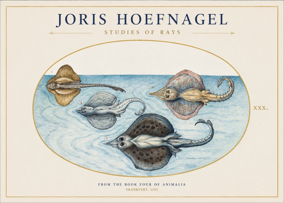 Joris Hoefnagel Rays and Skates No2 - Plakat